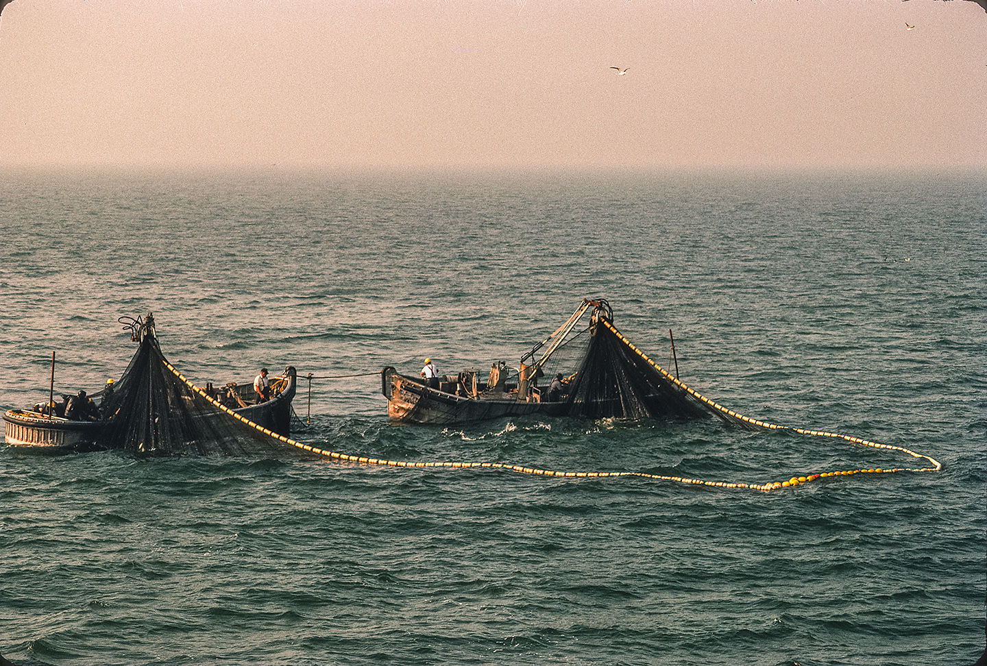 Purse net fishing for Atlantic menhaden